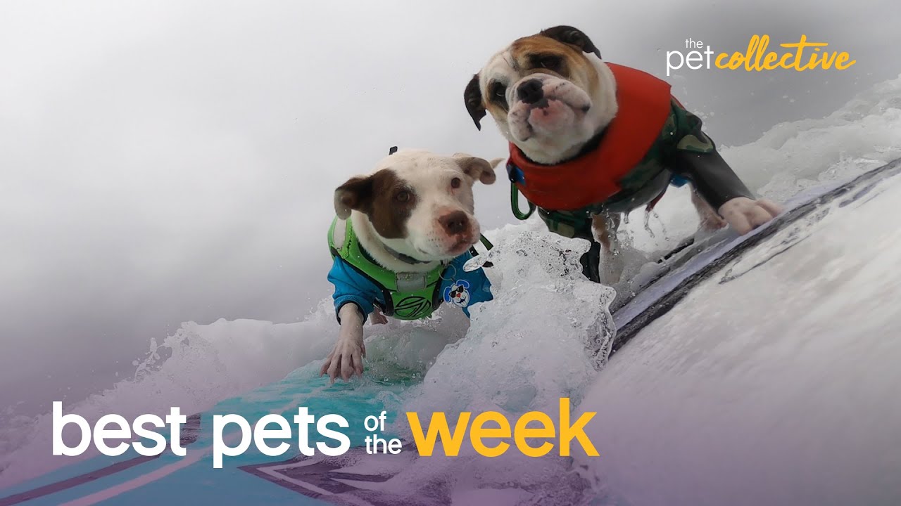 Los vídeos de animales son un recurso inagotable que permite a plataformas como The Pet Collective nutrir parrillas enteras de televisión FAST.